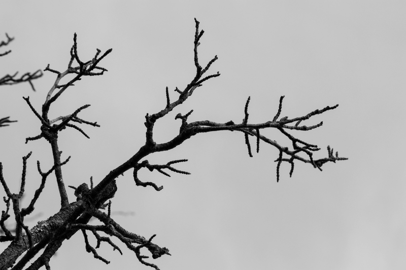Illustration for article titled Nature During Winter